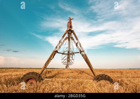 L'irrigation agricole avec des machines automatisées de sprinkleurs mûres cultivées champ d'orge pour l'arrosage des cultures Banque D'Images