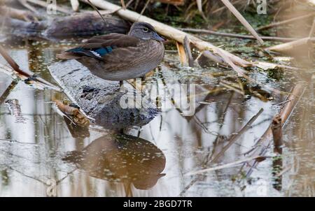 Un canard en bois (Aix sponsora) est situé sur une rondin partiellement submergée dans un marais de Montezuma National Wildlife Refuge à Seneca Falls, NY, États-Unis. Banque D'Images