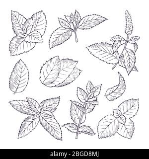 Illustrations dessinées à la main de feuilles de menthe et de branches. Fond de caniche aux herbes Illustration de Vecteur