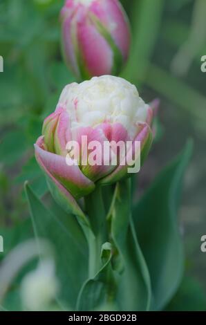 Fleurs inhabituelles de tulipes roses et blanches de crème glacée Banque D'Images