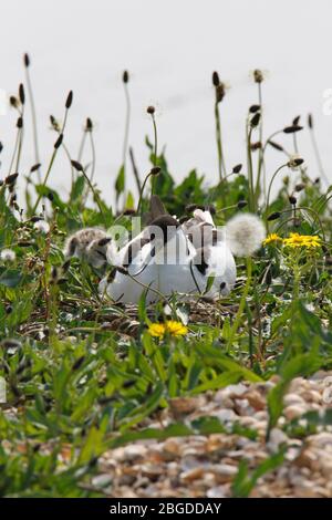 (Pied) AVOCET (Recurvirostra avosetta) s'est assis sur son nid avec un poussin à côté, l'estuaire de Ribble, Lancashire, Royaume-Uni. Banque D'Images