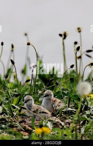 AVOCET (Recurvirostra avosetta) poussa dans le nid, Royaume-Uni. Banque D'Images