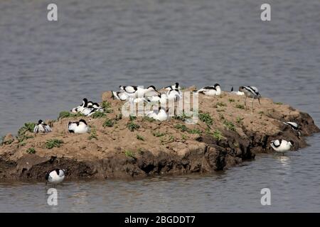 Groupe AVOCET (Recurvirostra avosetta) à leur site de nidification sur une île de terres humides, Blacktoft Sands, East Yorkshire, Royaume-Uni. Banque D'Images