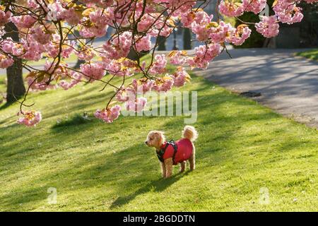 Le mignon cavalochon Puppy se trouvait à côté de la fleur de cerisier rose en pleine floraison lors d'un matin ensoleillé de printemps, Valley Gardens, Harrogate, North Yorkshire, Angleterre, ROYAUME-UNI. Banque D'Images