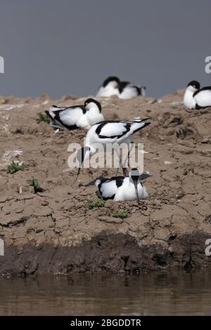 Groupe AVOCET (Recurvirostra avosetta) à leur site de nidification sur une île de terres humides, Blacktoft Sands, East Yorkshire, Royaume-Uni. Banque D'Images