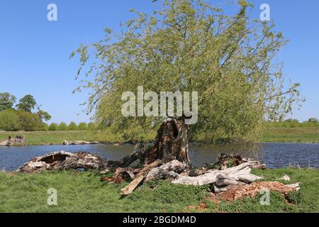 Oak Pond, Home Park, Hampton court, East Molesey, Surrey, Angleterre, Grande-Bretagne, Royaume-Uni, Royaume-Uni, Europe Banque D'Images