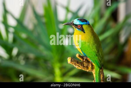 gros plan d'une motte amazonienne, espèce colorée d'oiseaux tropicaux d'Amérique du Sud Banque D'Images