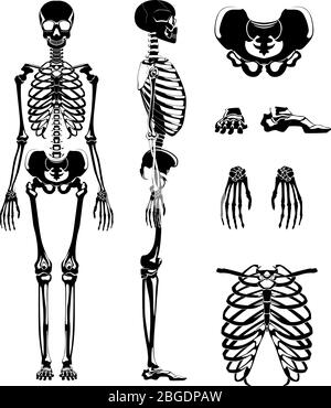 Silhouette vectorielle du squelette humain. Images anatomiques. Os différents Illustration de Vecteur