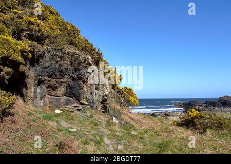 SUNNYSIDE BAY CULLEN MORAY FIRTH SCOTLAND CHARLIE'S CAVE ENTOURÉ DE FLEURS JAUNES DE GORSE Banque D'Images