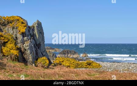 SUNNYSIDE BAY CULLEN MORAY FIRTH SCOTLAND SMALL COVE AVEC DES GORSES JAUNES QUI POUSSENT SUR LES ROCHERS Banque D'Images