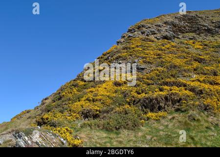 SUNNYSIDE BAY CULLEN MORAY FIRTH SCOTLAND FLEURS JAUNES DE GORSE SUR UNE COLLINE Banque D'Images