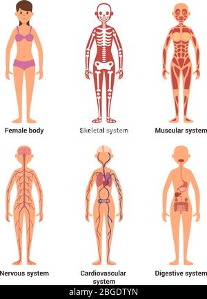 Anatomie de la femme. Illustration vectorielle des nerfs et des systèmes musculaires, du cœur et d'autres organes Illustration de Vecteur