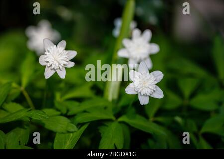 Vue rapprochée de la floraison de l'anemone double blanche vivace au printemps à Surrey, au sud-est de l'Angleterre Banque D'Images