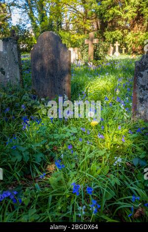 Le cimetière de l'église St John's, St John's, diocèse de Guildford, Woking, Surrey, Angleterre au printemps avec des cloches en fleurs Banque D'Images