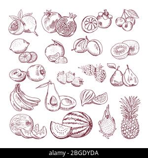 Fruits vectoriels pour la conception de paquets. Jeu d'illustrations Doodle Illustration de Vecteur