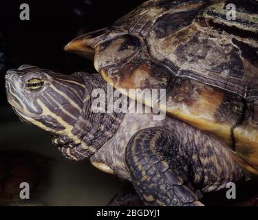 Plaine côtière ou cooter de Floride (Pseudemys concinna floridana) Banque D'Images