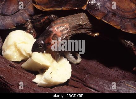 Tortue à boîte à keeled, Cuora (Pyxidea) mouhotii, nourrissant une banane Banque D'Images