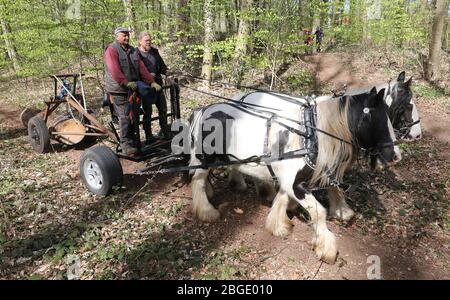 Rostock, Allemagne. 17 avril 2020. Dans la forêt suisse Klaus Pasternok (l-r) et Marko Jakubzyk travaillent avec les chevaux de derrière Finola (en face) et Loreley. Les chevaux de 20 et 10 ans de la Tinker irlandaise tirent les troncs d'arbres de la forêt, qui ont été abattus dans le cadre de l'obligation de sécurité routière de l'office forestier municipal. L'utilisation des chevaux est beaucoup moins nocive pour la forêt que l'utilisation de machines lourdes. Crédit: Bernd Wüstneck/dpa-Zentralbild/dpa/Alay Live News Banque D'Images