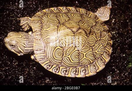 Bébé Hiéroglyphique Terrapin River Cooter (Pseudemys concinna hiéroglyphica) Banque D'Images