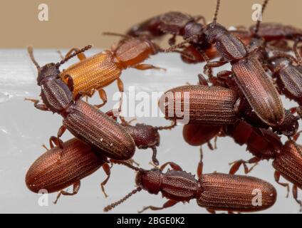 Macro Photographie du groupe de la betterave à grains Sawdentés sur boîte en plastique blanche Banque D'Images