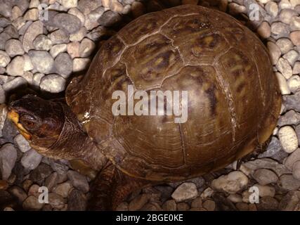 Tortue à boîte commune (Terrapene carolina) Banque D'Images