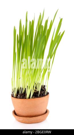 Herbe verte dans le pot de fleurs, isolée sur blanc Banque D'Images