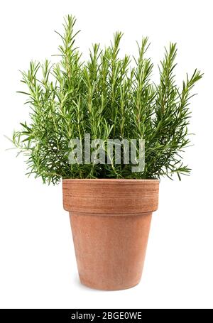 Rosemary plant in vase isolé sur fond blanc Banque D'Images