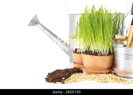 Herbe verte dans les pots de fleurs et les graines d'avoine, isolée sur blanc Banque D'Images