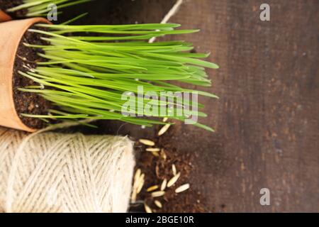 Herbe verte dans les pots de fleurs et les graines d'avoine, sur fond de bois Banque D'Images