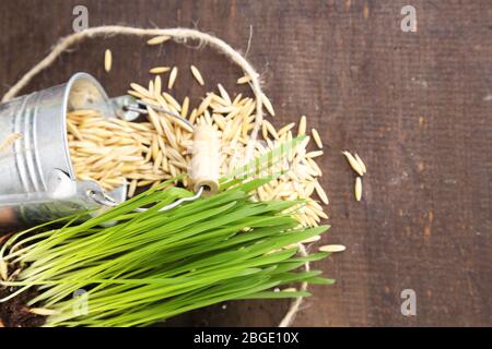 Herbe verte dans les pots de fleurs et les graines d'avoine, sur fond de bois Banque D'Images