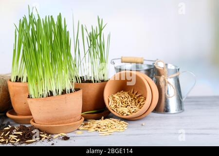 Herbe verte dans les pots de fleurs et les graines d'avoine, sur la table en bois Banque D'Images