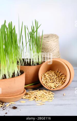 Herbe verte dans les pots de fleurs et les graines d'avoine, sur la table en bois Banque D'Images