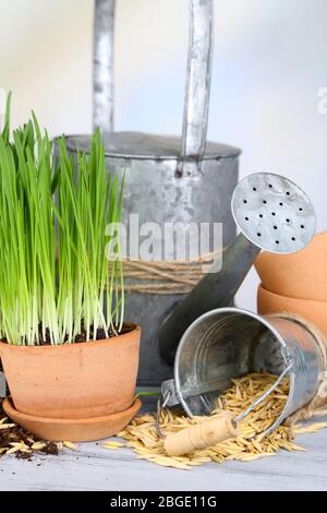 Herbe verte dans les pots de fleurs et les graines d'avoine, sur la table en bois Banque D'Images