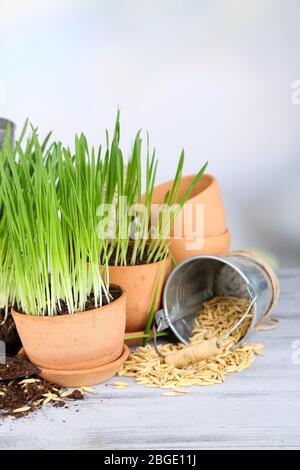 Herbe verte dans les pots de fleurs et les graines d'avoine, sur la table en bois Banque D'Images