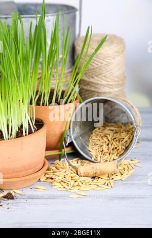 Herbe verte dans les pots de fleurs et les graines d'avoine, sur la table en bois Banque D'Images