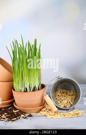 Herbe verte dans les pots de fleurs et les graines d'avoine, sur la table en bois Banque D'Images