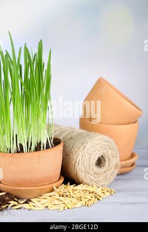 Herbe verte dans les pots de fleurs et les graines d'avoine, sur la table en bois Banque D'Images