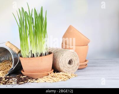 Herbe verte dans les pots de fleurs et les graines d'avoine, sur la table en bois Banque D'Images