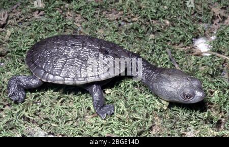 Tortue mouchetée à col nain commun, Chelodina longicollis Banque D'Images