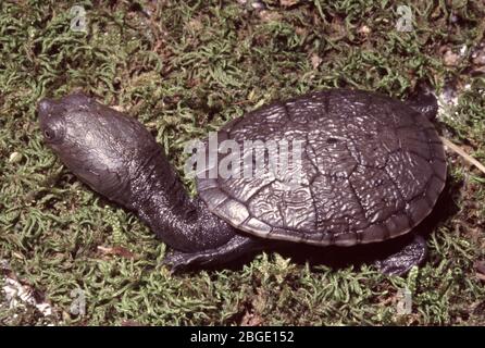 Tortue mouchetée à col nain commun, Chelodina longicollis Banque D'Images