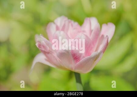 Double tulipe rose de pivoine dans le jardin. Belle double rose tulipe Mariage. Mariage double tulipe à fleurs roses. Banque D'Images