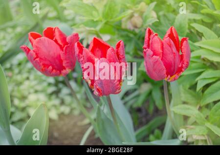 Tulipa Rococo rouge perroquet tulipe. Fleurs de tulipes de perroquet rouge Banque D'Images