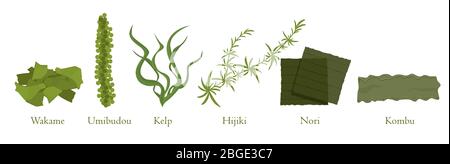 Illustration graphique vectorielle de jeu d'algues de bande dessinée. Collecte de plantes marines naturelles d'algues Illustration de Vecteur