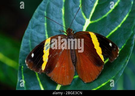 Orange Oakleaf - Kallima inachus, magnifique papillon coloré à base de bussons des prés et des bois d'Asie du Sud-est, Malaisie. Banque D'Images