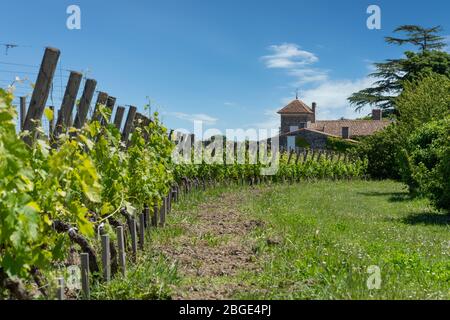 Saint-Emilion (Gironde, France), les vignes Banque D'Images