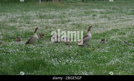 Famille des Oies égyptiennes à Meadow Banque D'Images