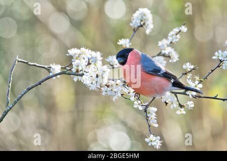 La taureau eurasienne (Pyrrhula pyrrhula) photographiée sur la fleur d'argousier au début du printemps Banque D'Images