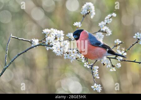 La taureau eurasienne (Pyrrhula pyrrhula) photographiée sur la fleur d'argousier au début du printemps Banque D'Images