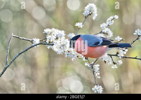 La taureau eurasienne (Pyrrhula pyrrhula) photographiée sur la fleur d'argousier au début du printemps Banque D'Images