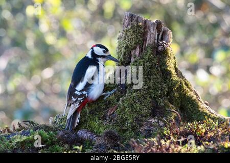 Homme grand pic à pois (Dendrocopos Major) sur une souche d'arbre au début du printemps Banque D'Images